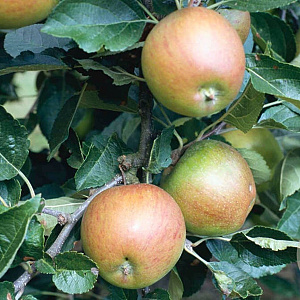 Malus d. 'Winston' 8-10 HO wortelgoed