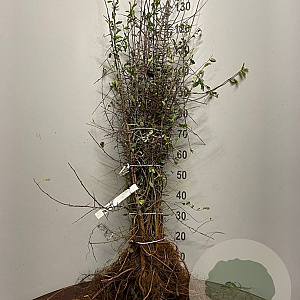 Prunus spinosa 80-120 cm wortelgoed 1/2 2-3 tak