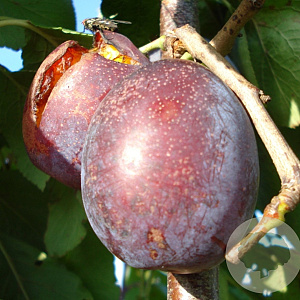 Prunus d. 'Jubileum' struik wortelgoed