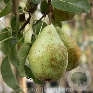 Pyrus c. 'Jut' 6-8 HO wortelgoed