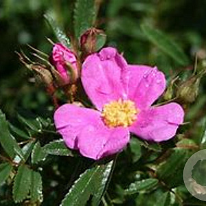 Rosa nitida 20-30 cm wortelgoed 0/1 2-3 tak