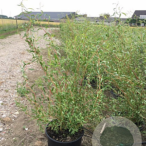 Salix sepulcralis 'Erythroflexuosa' 50-80 cm wortelgoed 0/1