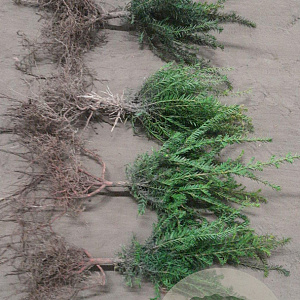 Taxus baccata 20-30 cm wortelgoed 2/2