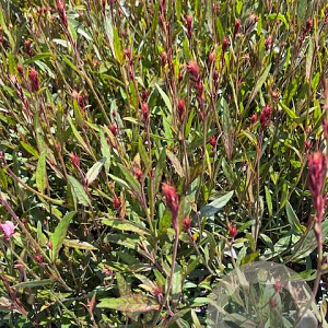 Gaura l. 'Siskiyou Pink' GM 2,0L