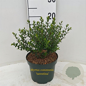 Myrtus communis tarentina 25-30 cm 3,5L