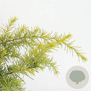 Cedrus deod. 'Golden Horizon' 25-30 cm 3,5L