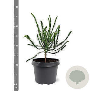 Cryptomeria j. 'Dacrydioides' 20-25 cm 3,0L