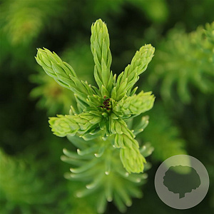 Cryptomeria ' 'Dinger' 20-25 cm 3,0L