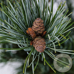 Pinus parv. 'Glauca' 25-30 cm 3,5L