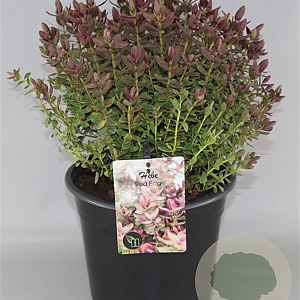 Hebe 'Red Edge' GM C5