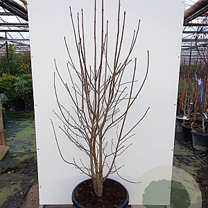 Chionanthus virginicus 150-175 cm draadkluit meerstammig 80-100 breed