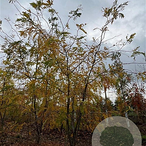 Gleditsia triac. 'Sunburst' 300-350 cm draadkluit meerstammig