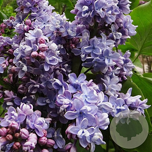 Syringa v. 'Prof. Hoser' 250-300 cm draadkluit struik 175-200 diameter