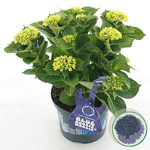 Hydrangea m. Music C. B. B.woogie 30-40 cm 5,0L blauw