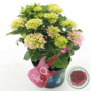 Hydrangea m. Music Coll. Pink Pop 30-40 cm 5,0L met knop