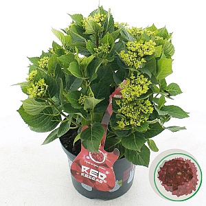 Hydrangea m. Music Coll. Red Reggae 30-40 cm 5,0L rood
