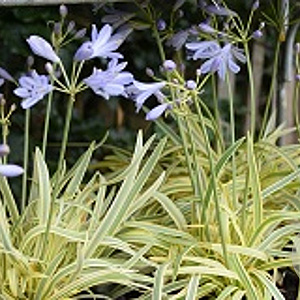 Agapanthus 'Golden Drop' GM P9