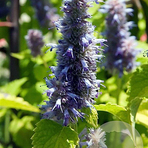 Agastache rugosa 'Golden Jubilee' GM P9