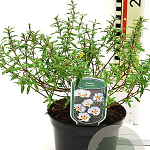 Cistus florentinus GM 2,5L