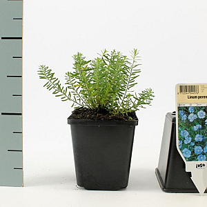 Linum perenne 'Saphir' GM P9