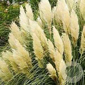Cortaderia s. 'Gold Star' GM C5