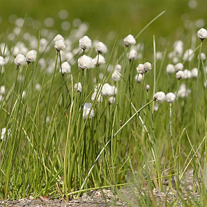 Eriophorum scheuchzeri GM P9 leverbaar