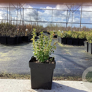 Vaccinium vitis-id. 'Koralle' GM C3