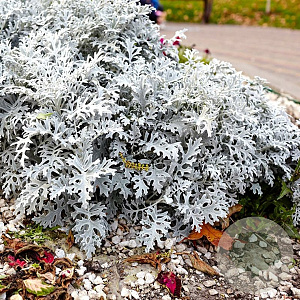 Cineraria maritima 'Silver Dust' sixpack gm P9