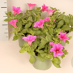 Petunia Neon Pink GM P12