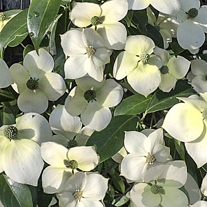 Cornus elliptica Empress of China 100-125 cm 35L