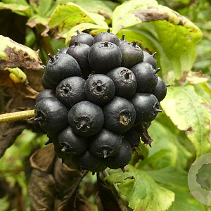 Eleutherococcus henryi 150-175 cm 20L