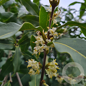 Osmanthus yunnanensis 150-175 cm cont. 130L