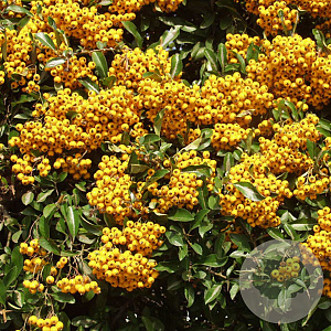 Pyracantha Saphyr Jaune 175-200 cm 20L 3 stok