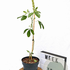 Argyrocytisus battandieri 40-50 cm 3,0L