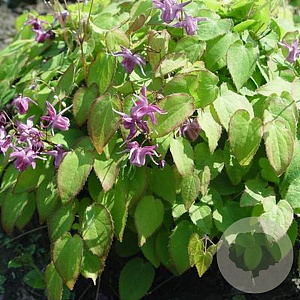 Epimedium gr. 'Shiho' GM P9