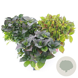 Hydrangea m. Fire Wings 30-40 cm 5,0L