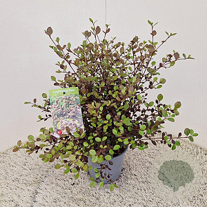 Lophomyrtus ralphii 'Purpurea Nana' 30-40 cm 2,5L