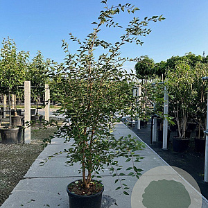 Prunus 'The Bride' 150-175 cm 40L meerstammig