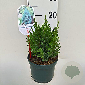Juniperus chin. 'Stricta' 25-30 cm 2,0L