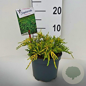 Juniperus pf. 'Pfitzeriana Aurea' 20-25 cm 2,0L