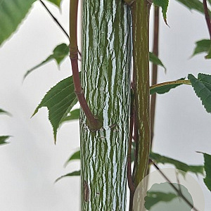 Acer davidii 'Viper' 250-300 cm container meerstammig