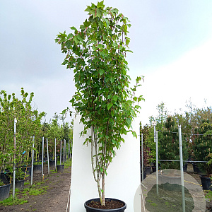 Acer davidii 'Viper' 250-300 cm container meerstammig