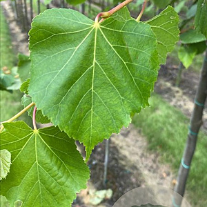 Tilia cordata 'Winter Orange' 14-16 HO container