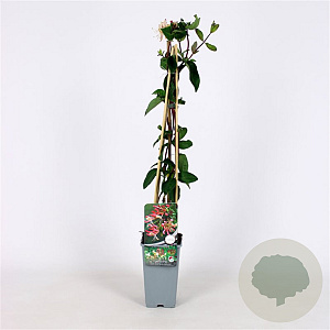 Lonicera per. 'Belgica Select' 70 cm 2,0L