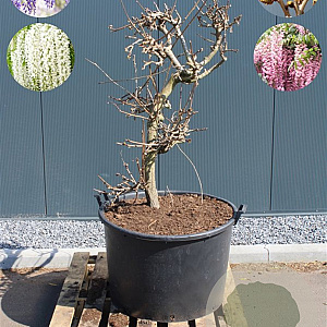 Wisteria floribunda 'White with Blue Eyes 125-150 cm cont. 160L solitair