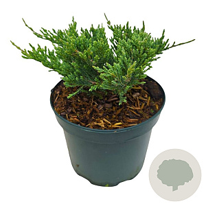 Juniperus h. 'Blue Chip' 20-25 cm 2,0L