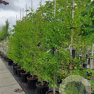 Ginkgo bil. 'Blagon' 6-8 cm 35L BEVEERD