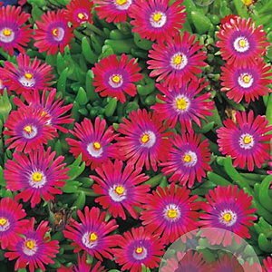 Delosperma c. 'Jewel of Des Garnet' GM P9