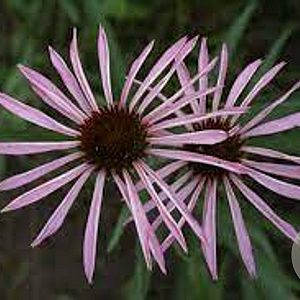 Echinacea simulata GM P9