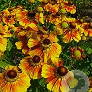 Helenium 'Flammenrad' GM P9